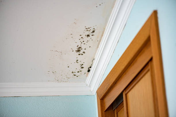 Best Mold Damage Repair  in Andrews Af, MD