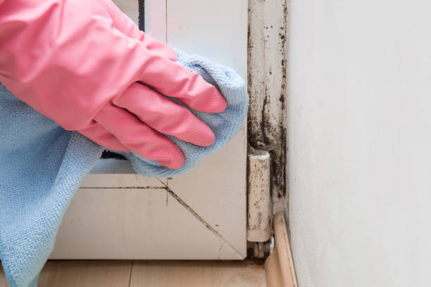 Best Mold Cleaning Services  in Andrews Af, MD