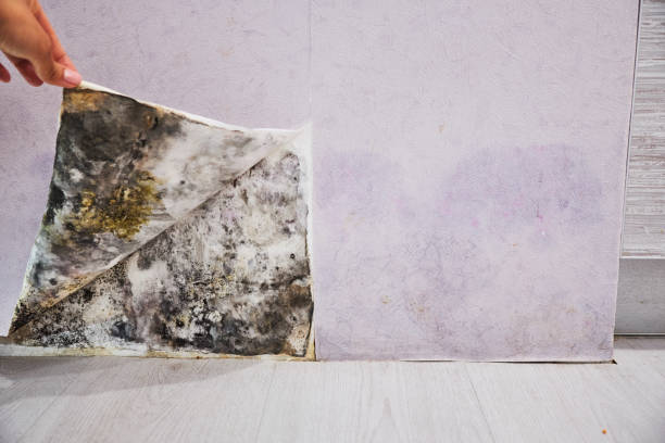 Best Toxic Mold Removal  in Andrews Af, MD